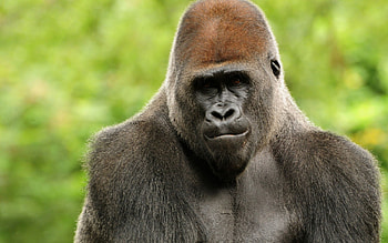 Gorilla, Posing gorilla , Wildlife magnificence, Powerful presence HD wallpaper