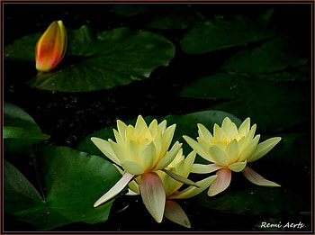 Waterlillys for Yelow Forewer, art , yellow, beautiful, water, waterlillys, dark HD wallpaper
