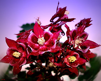 Columbine, summer, flower, red, graph, spring HD wallpaper