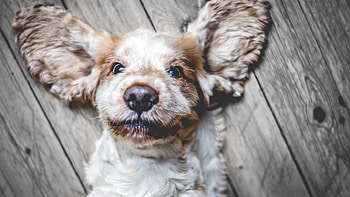 Cute Face, dog, face, cute, animals HD wallpaper