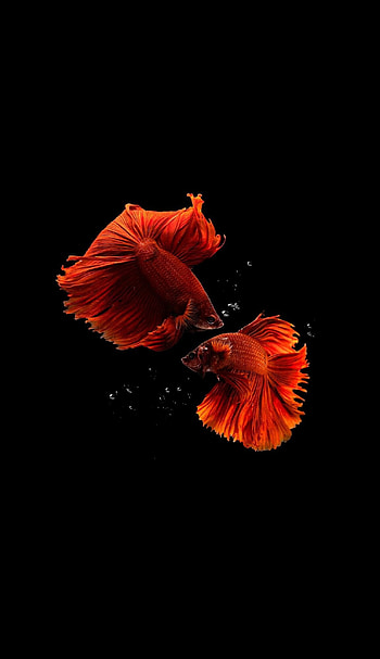fish , Black , Sleek and stylish, Underwater beauty HD phone wallpaper