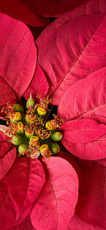 Stunning , Nature's beauty, Poinsettia art HD phone wallpaper