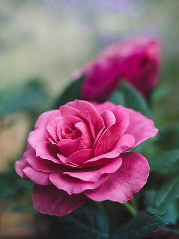 Flowers, Pink, Flower, Rose Flower, Rose, Close-Up, Beautiful, Romance HD phone wallpaper