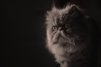 Persian Cat, Elegant beauty, Majestic feline, Graceful pose HD wallpaper