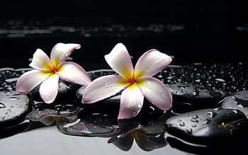 Plumeria blooms, Tropical paradise, Exotic fragrance, Lush foliage HD wallpaper