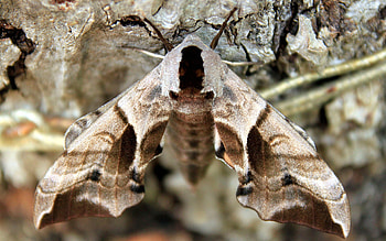 Moth , Animal , 17653 HD wallpaper