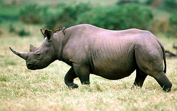 Animals, Grass, Sky, Stroll, Rhinoceros HD wallpaper