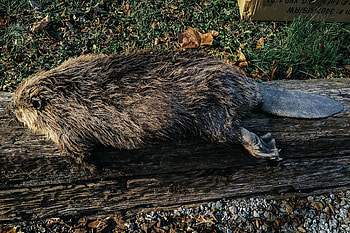 Mountain man history, Beaver hide tanning, Hands-on lesson, Pioneer life HD wallpaper