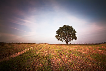 Tree...., fileds, graphy, tree, scenery, abstract, , nature HD wallpaper