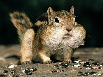 Animals, Chipmunks HD wallpaper