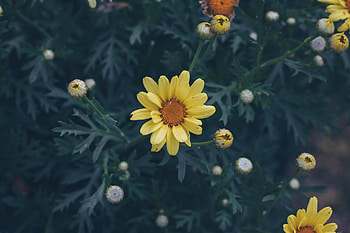 Flowers, Flower, Blur, Smooth, Flower Bed, Flowerbed HD wallpaper