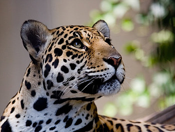 wild cat, cool, cat, wild life, portrait HD wallpaper