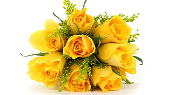 Delicate yellow rose, flowers, roses, love, yellow HD wallpaper