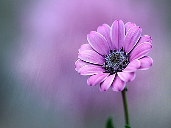 A day of flower, Flower, Spring, Petals, Daisy HD wallpaper