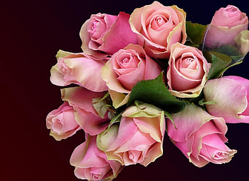 Flowers, Roses, Pink, Bouquet, Buds HD wallpaper