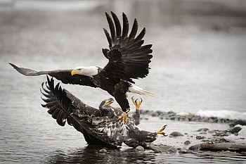 Eagles at Chilkat River, Alaska, winter, wings, water, raptors HD wallpaper