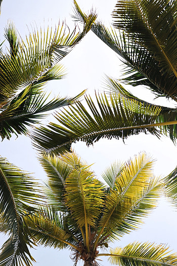 Nature, Leaves, Palms, Branches, Tropics HD phone wallpaper