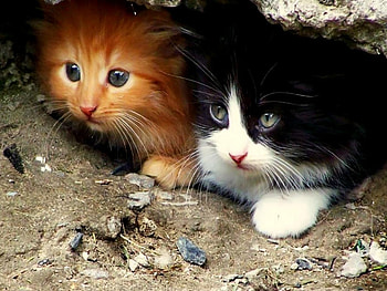 Gatitos lindos, animal, kitten, cute, cat HD wallpaper