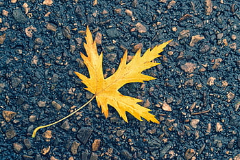 A vivid yellow maple leaf lies on wet, textured asphalt, embodying autumn's essence. HD wallpaper