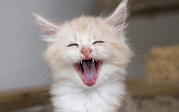 Mommy!, kitten, sweet, animal, white, cute, cat, pisica, pink, funny, tongue HD wallpaper
