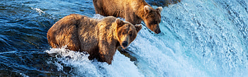 Siblings, Grizzly Bears HD wallpaper
