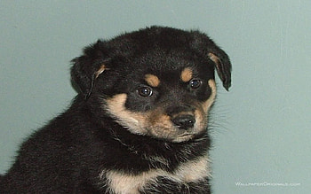 Baby dog, sweet, dog, puppy, baby, pet HD wallpaper