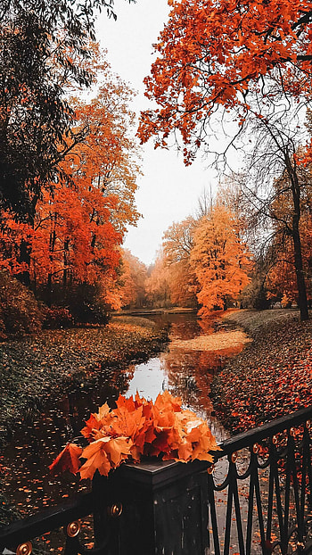 Autumn art, sun, Nature's beauty, Seasonal inspiration HD phone wallpaper