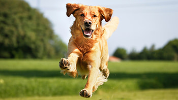Golden Retriever, , Awesome HD wallpaper