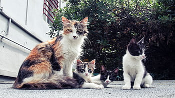 A family of adorable cats lounging outside on a sunny day. HD wallpaper