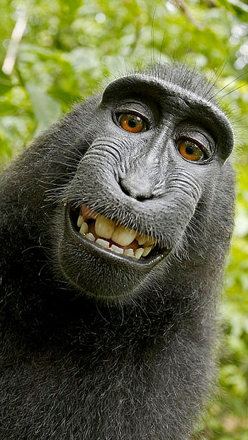 Funny, Monkey HD phone wallpaper