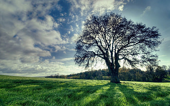 Nature, Clouds, Shine, Light, Wood, Tree, Shadows HD wallpaper