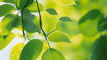 Leaf , Botanical elegance HD wallpaper