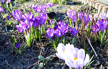 Spring Colors, purple, white, crocus, petals, blossoms, garden HD wallpaper
