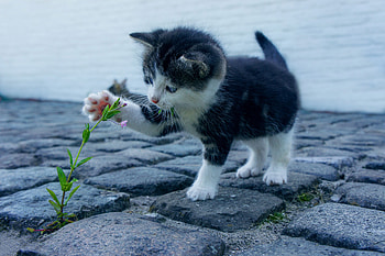 Animals, Flower, Kitty, Kitten, Nice, Sweetheart, Kid, Tot, Floweret HD wallpaper