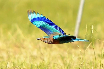 Flying Bird, bird, , colors, beautiful, flying HD wallpaper