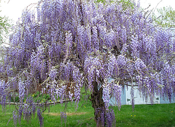 blue wisteria, natur, blue, wisteria, blauregen HD wallpaper