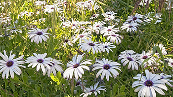 Flowers, Grass, Greens, Polyana, Glade, Sunny HD wallpaper