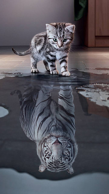 Kitten with Tiger Shadow, tiger, shadow, kitten, Animal, cat HD phone wallpaper
