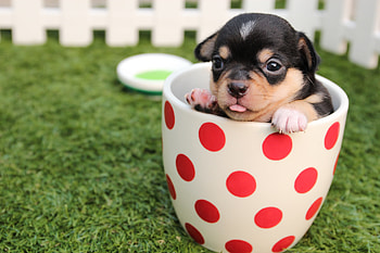 Animals, Dog, Cup, Puppy HD wallpaper