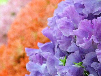 flowers, bunch, flowers HD wallpaper