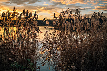 Nature, Water, Twilight, Lake, Shore, Bank, Dusk, Cane, Reed HD wallpaper