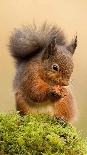 Squirrel, Android , backgrounds, Pet birds HD phone wallpaper