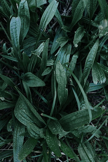 Close-up of green plantain leaves showcasing rich texture and vibrant nature. HD phone wallpaper