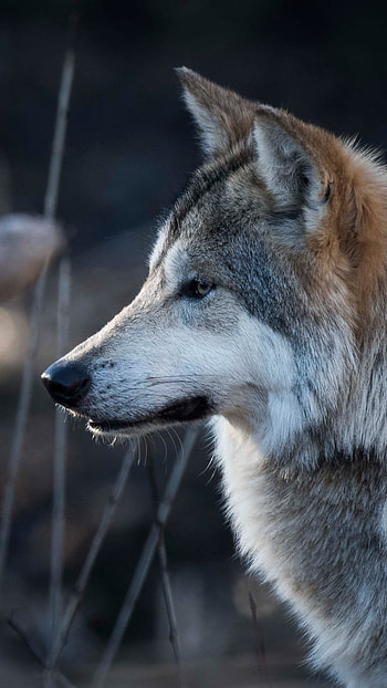 Twilight Wolf, Animal, wolf HD phone wallpaper