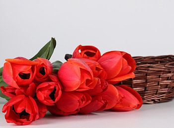 Flowers, Tulips, To Lie Down, Lie, Bouquet, Basket HD wallpaper