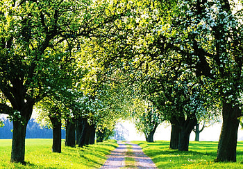 Summer beauty, summer, green, avenue, road, nature, forest HD wallpaper