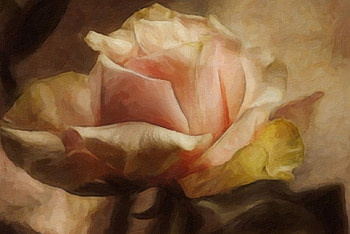 Rose, paint, roses, painting HD wallpaper