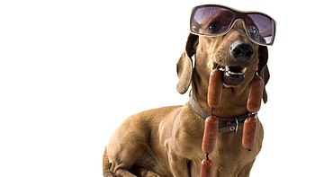Animals, Dog, Glasses, Spectacles, Steep, Dachshund, Sausages, Frankfurters HD wallpaper