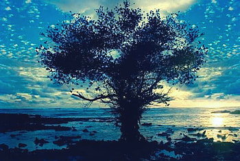 Tree, blue, forests, nature HD wallpaper