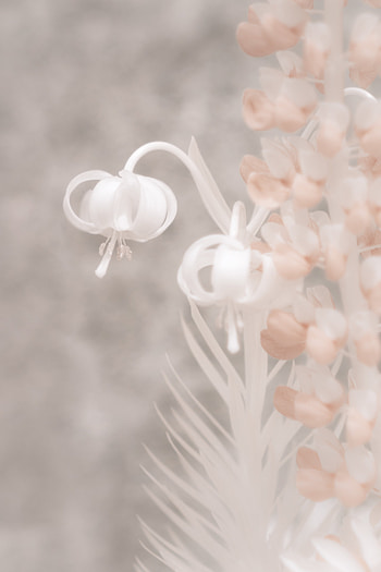 Flowers, Pink, Macro, Light, Light Coloured HD phone wallpaper